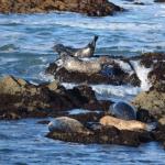 cambria2012CN_0078 (November 04, 2012)